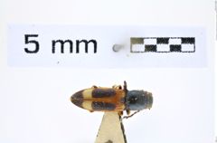 Foto (Dorsalansicht) von Anostirus machnovskyi syn of A. decorus (Dolin, 1969) (NHMW-ZOO-COL-0008300)
